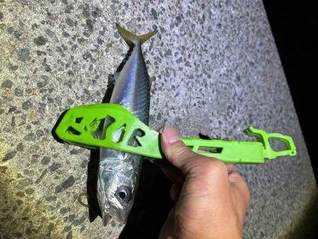 無限豆アジング時々F2タチウオ