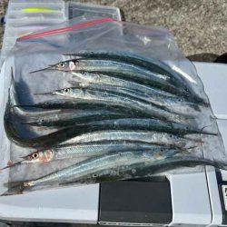 たまにはサヨリ釣り