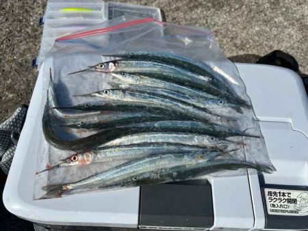 たまにはサヨリ釣り