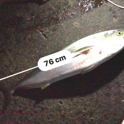 ナブラ天国　メジロ天国