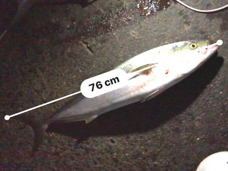 ナブラ天国　メジロ天国