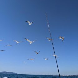 二回目の船タチウオテンヤ