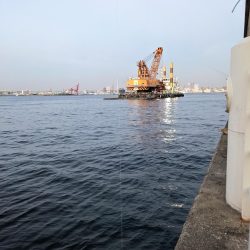 コスモでカワハギ調査