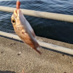 毒魚パラダイス