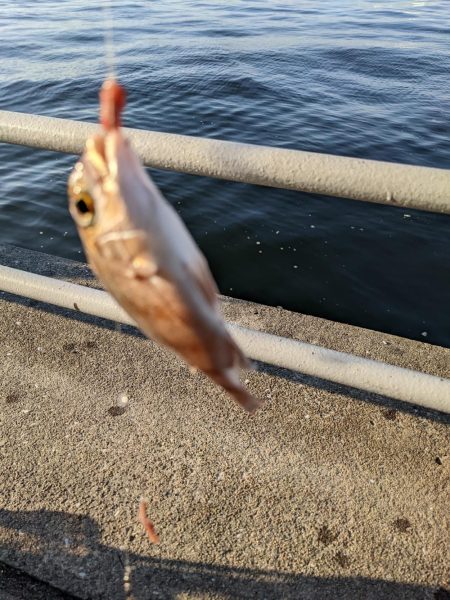 毒魚パラダイス