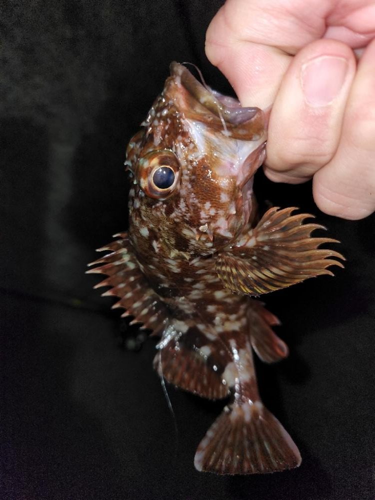 ちょー久しぶりのフロートアジング