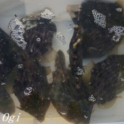 灘浜で良型カワハギを8枚ゲット！