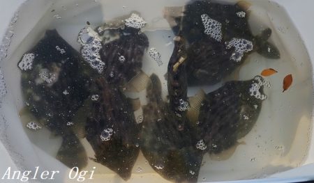 灘浜で良型カワハギを8枚ゲット！