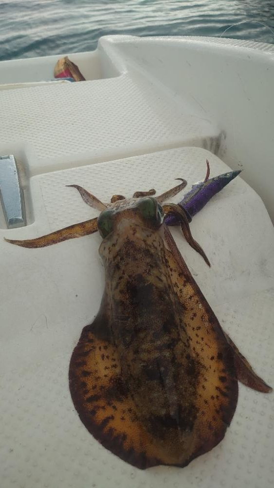 ラストボートエギング