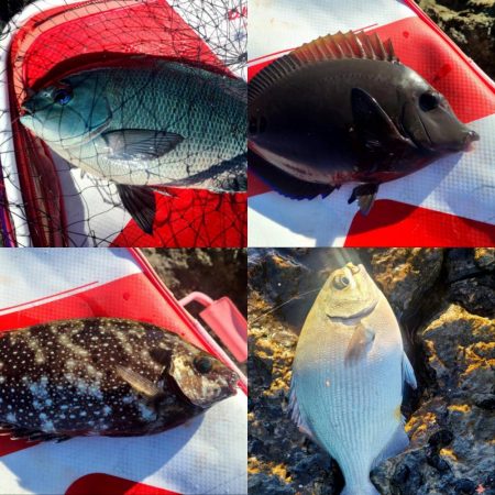 和歌山市江(吉丸渡船)で磯フカセ