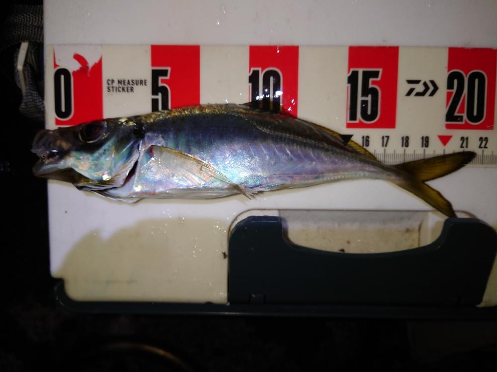 ウキウキアジング