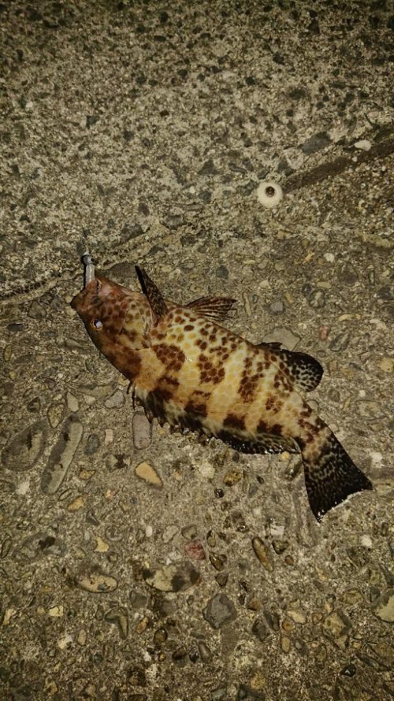 寒くなったけどまだオオモンハタ釣れました