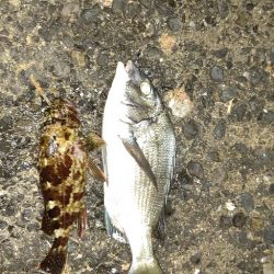 渋いながらの釣果