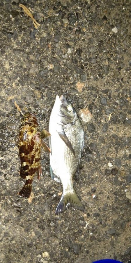 渋いながらの釣果