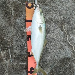 朝まづめ、淡路島の富島漁港にてメジロ