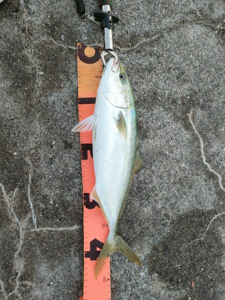 朝まづめ、淡路島の富島漁港にてメジロ