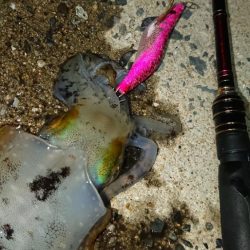 対馬エギング釣果