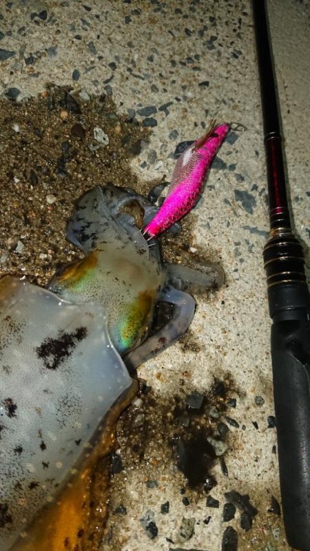 対馬エギング釣果