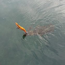対馬エギング釣果