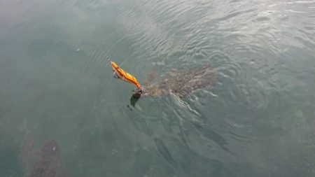 対馬エギング釣果