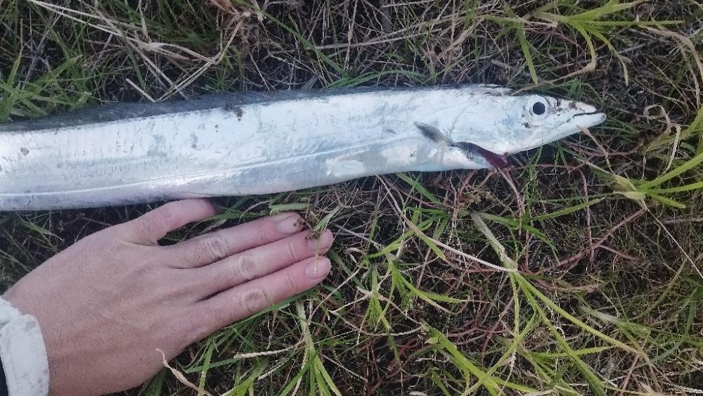 やっぱり1本(⁠^⁠^⁠)