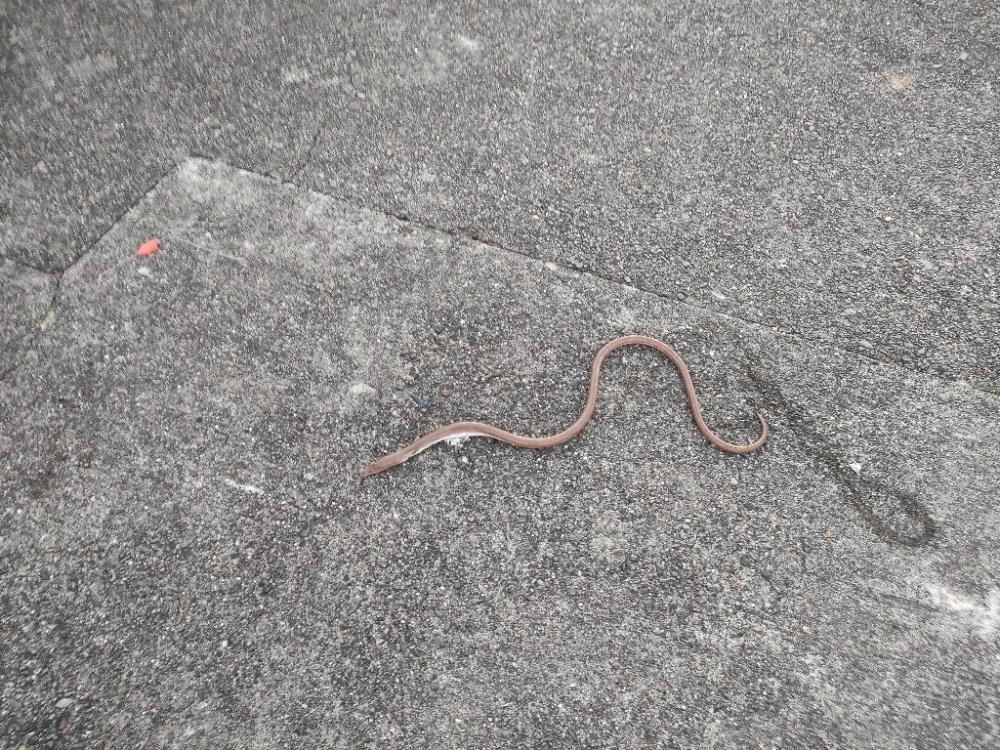 11/5釣果 コロダイ