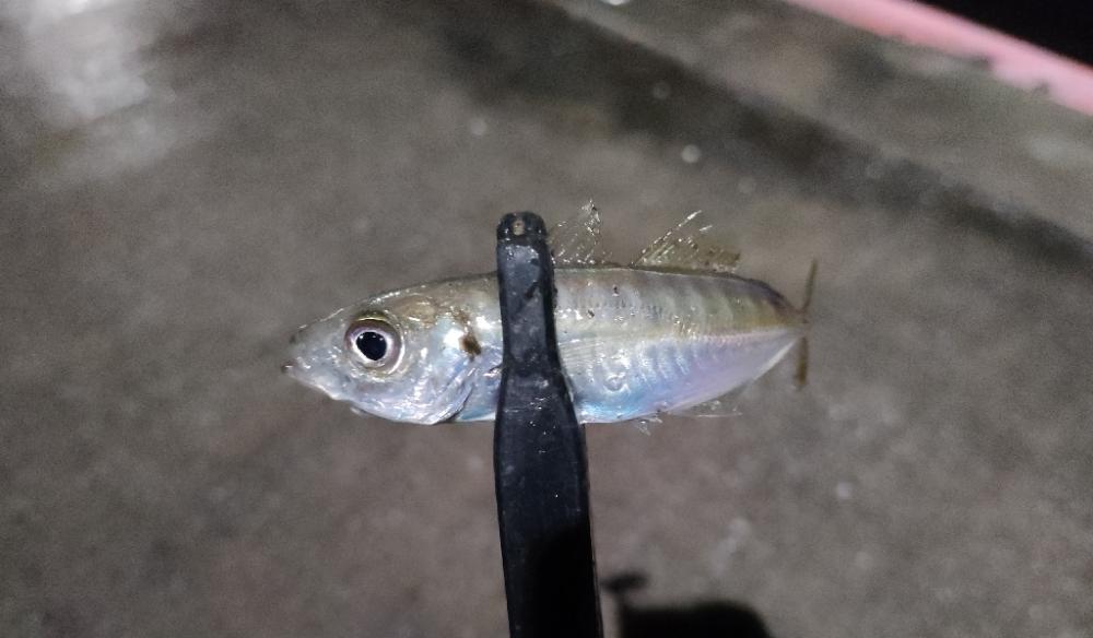 風雨のライトソルトナイトゲーム