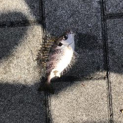 カワハギ釣り