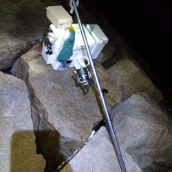 室津のキス釣り