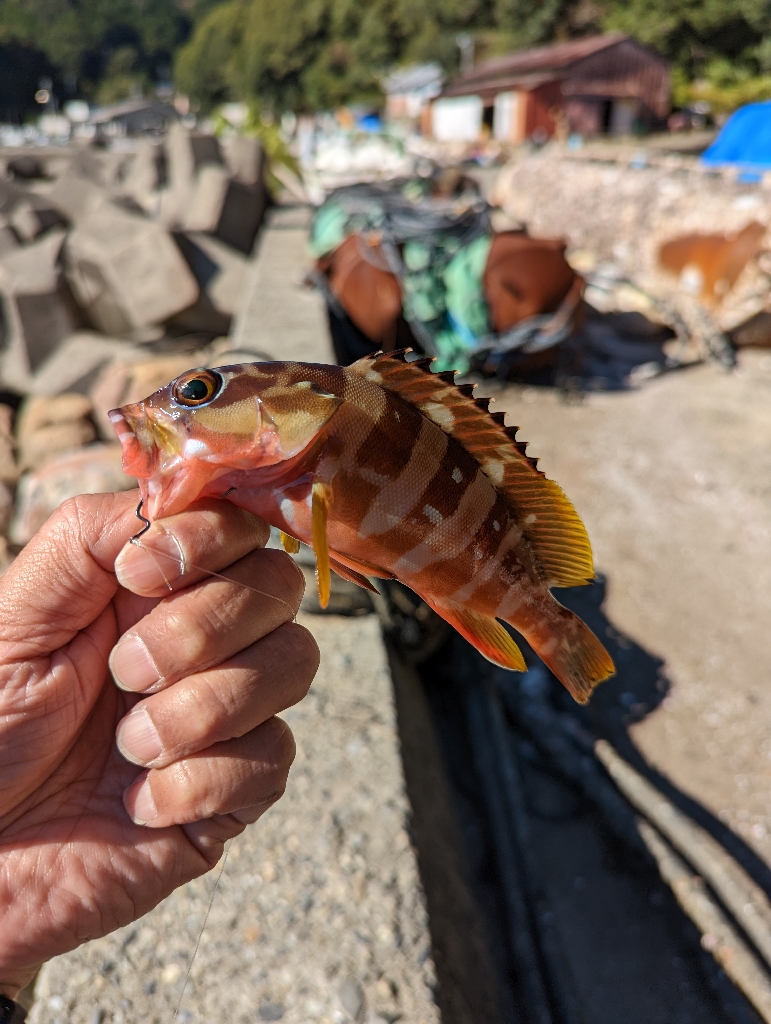 陸っぱり釣行記