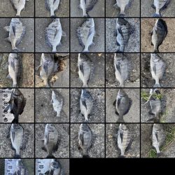 イチノ兄弟(兄)釣果!