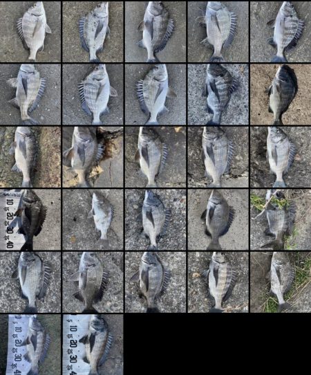 イチノ兄弟(兄)釣果!