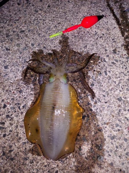 アオリイカ終盤戦2