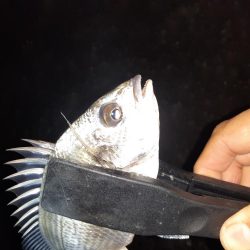 ショアジギング