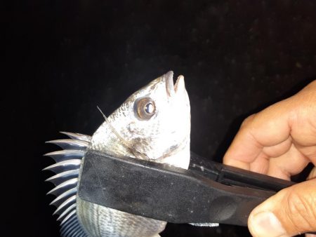 ショアジギング