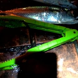 夜明けまでが勝負