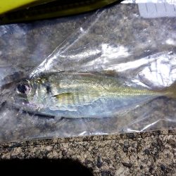 昨日の夜はアジング、今日の朝はサゴシ