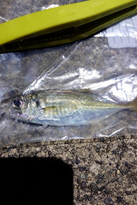 昨日の夜はアジング、今日の朝はサゴシ