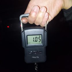 アオリイカ釣り