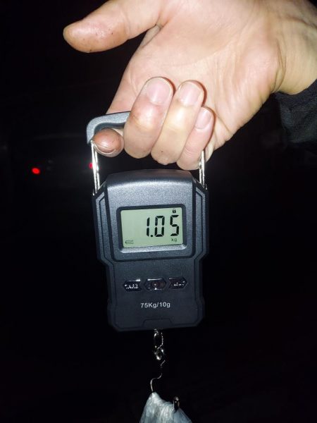 アオリイカ釣り