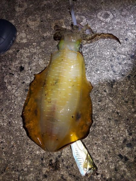 アオリイカ釣り