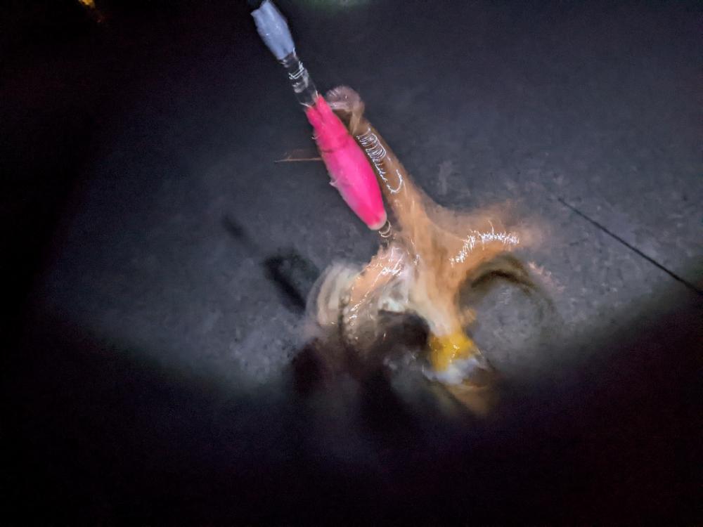 久しぶりに🐙🐙✌️