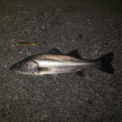 朝からナイス～スズキさん！