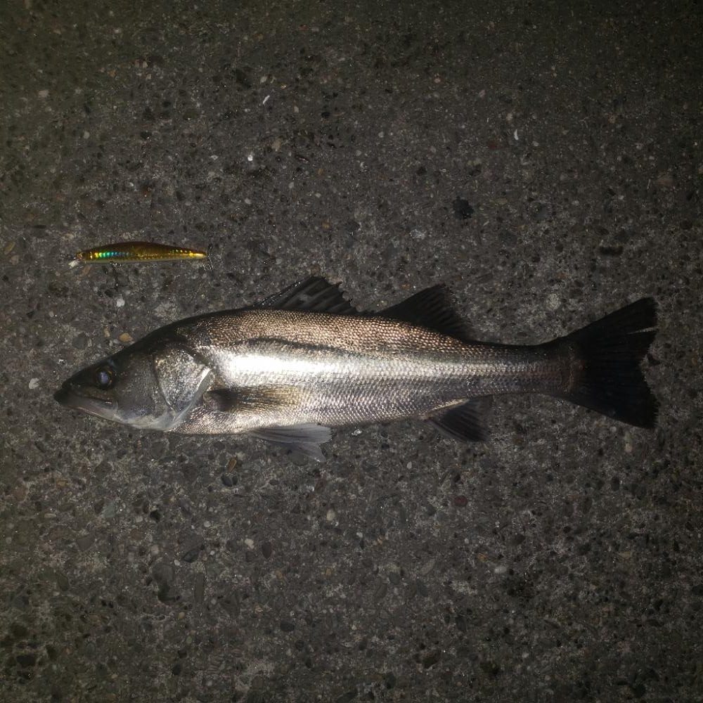 朝からナイス～スズキさん！