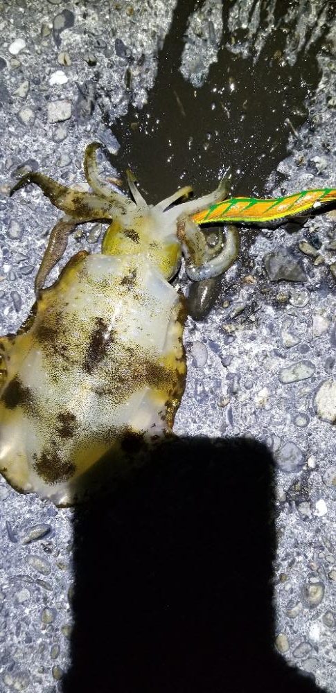 キロ届かずも大物イカGET。数も有り