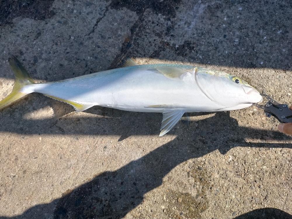 鯖の飲ませでメジロ