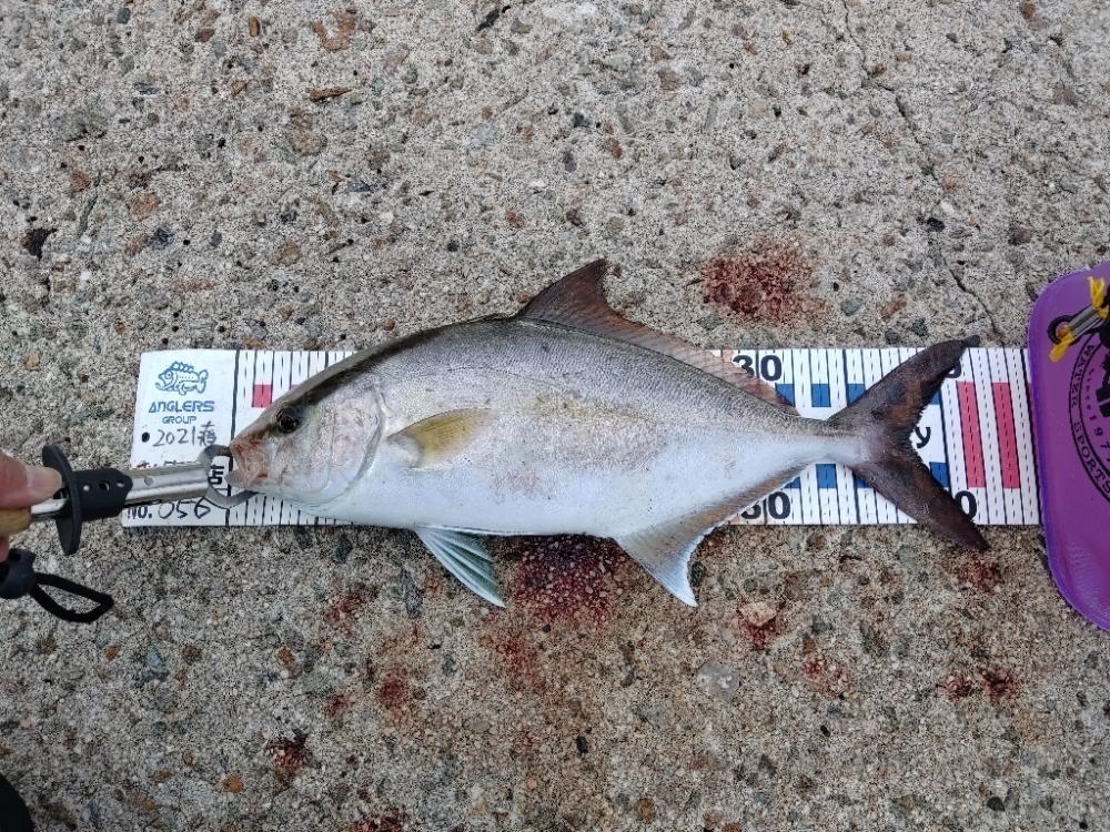 隠岐の島で沖一文字