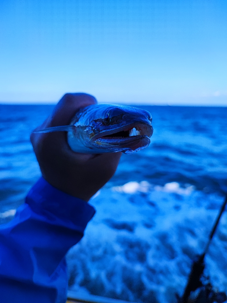 内房エリアにてタチウオジギング
