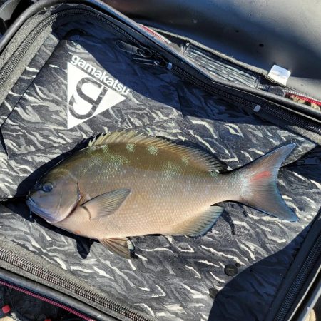 和歌山県大引　アシカの子