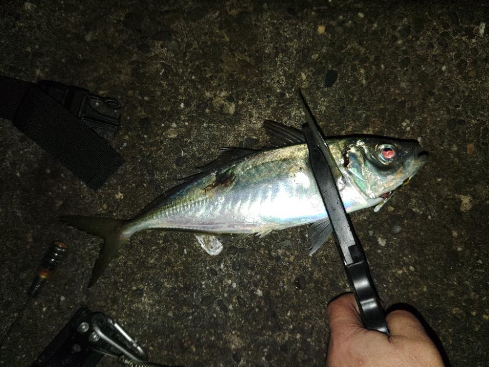 (尺アジ)フロートゲーム~